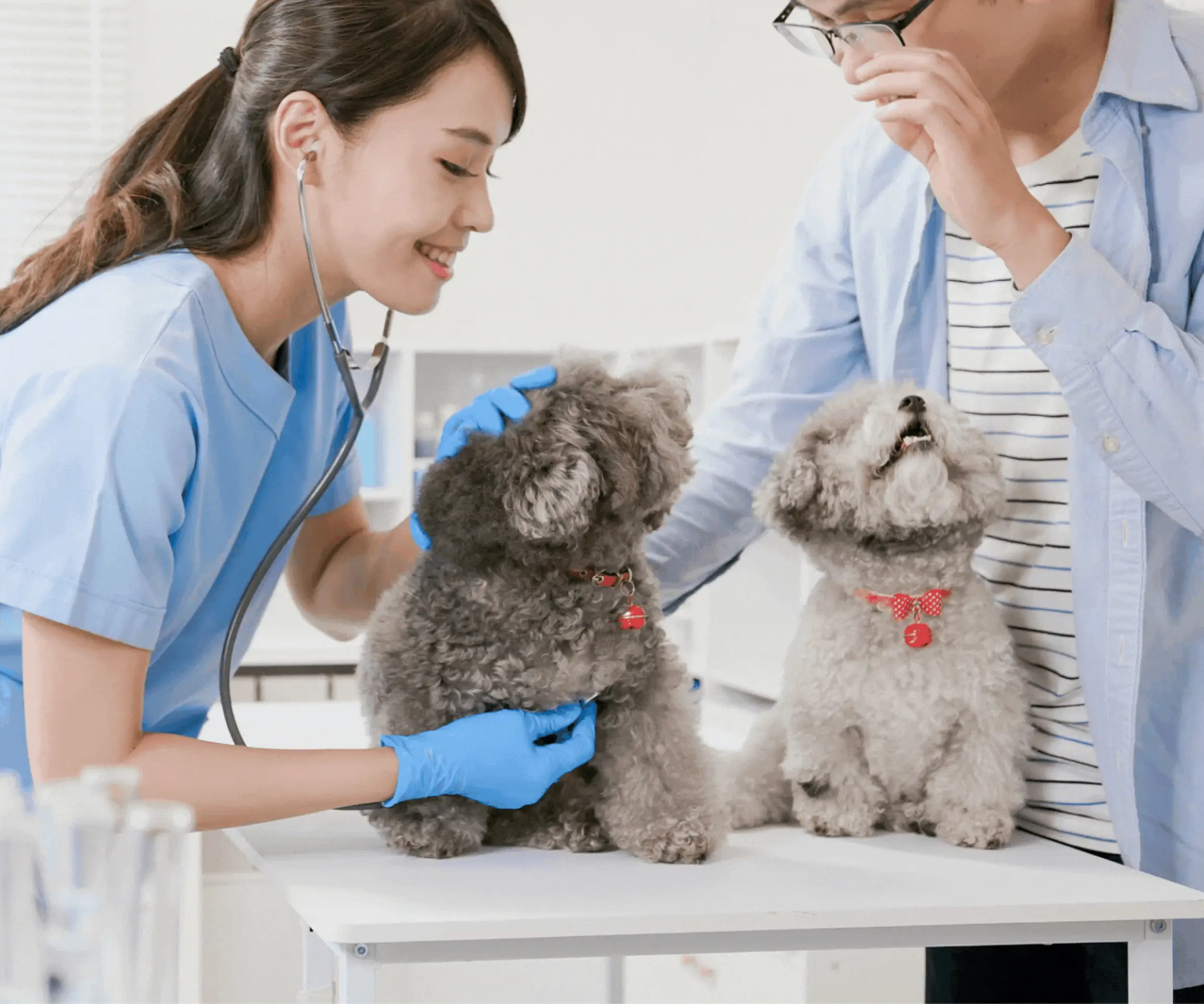Pet Care